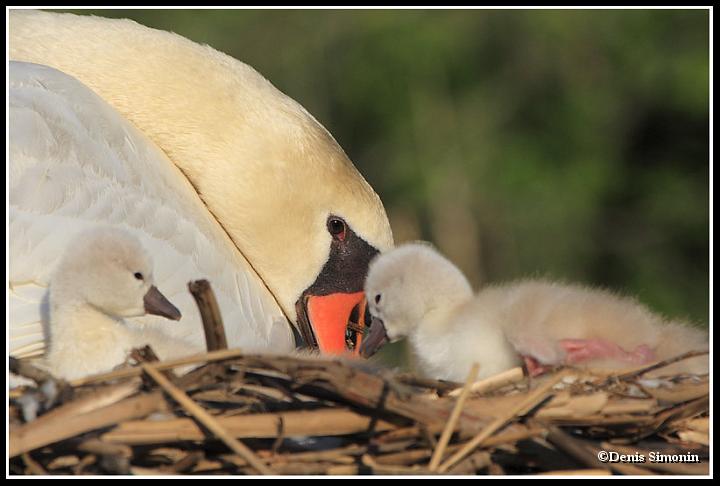 Couvée de cygnes